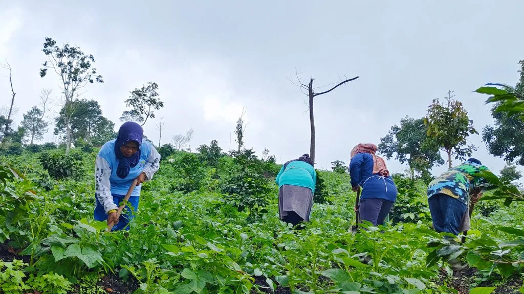 Land Irrigation in Forest Revitalization in the Mulyatani I KPS Management Area, Ibun Village