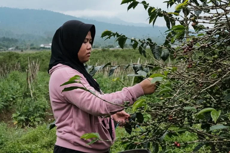 The Story of Farmers Managing and Restoring Kamojang Forest