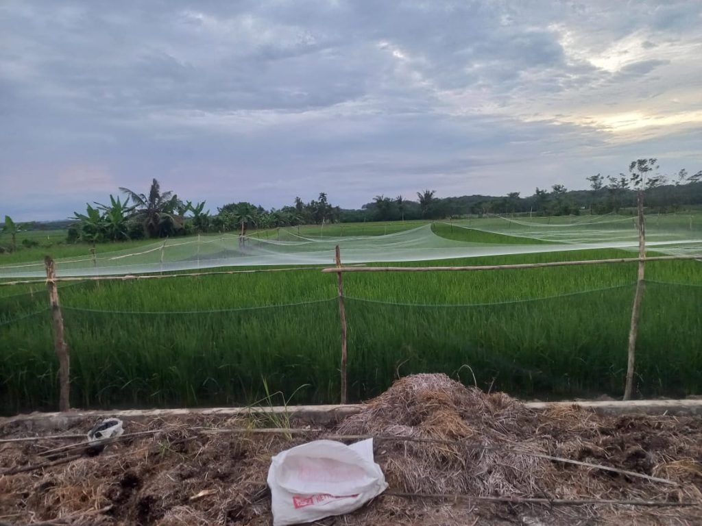 62 813 6133 1917 MinataniPusdiklat Agroekologi Bingkai Alamraya Kab. Aceh Tamiang Aceh.jpeg 1.mp4 1024x768