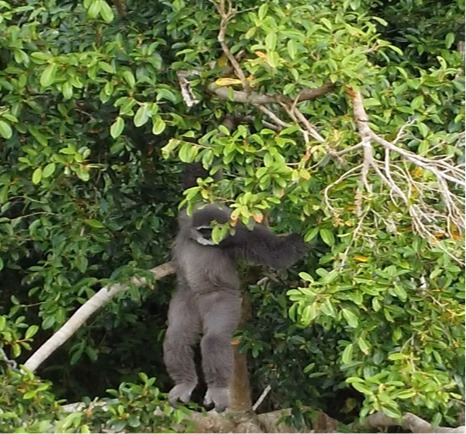 Owa Jawa Sumber: WALHI JABAR