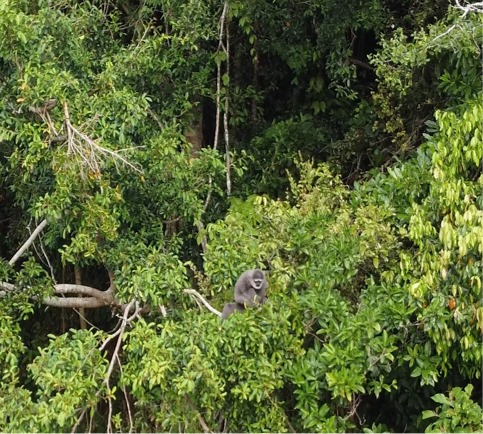 Owa Jawa Sumber: WALHI JABAR