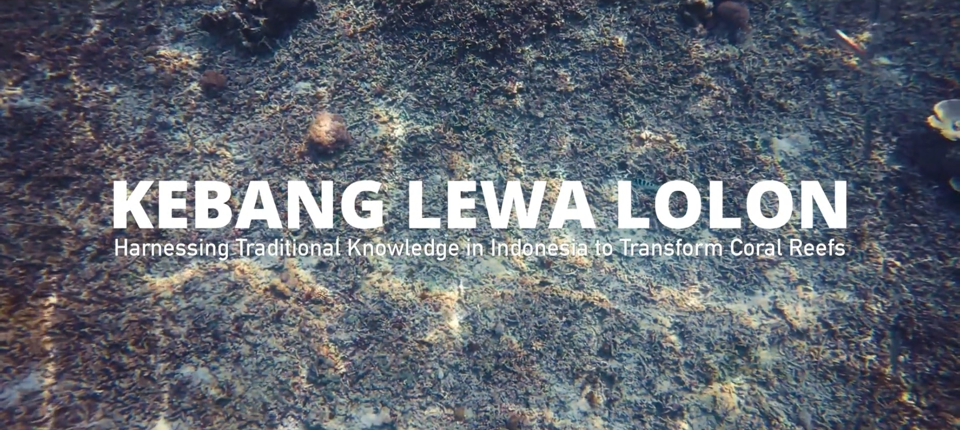 Perlindungan Laut Berbasis Kearifan Lokal “Kebang Lewa Lolon”