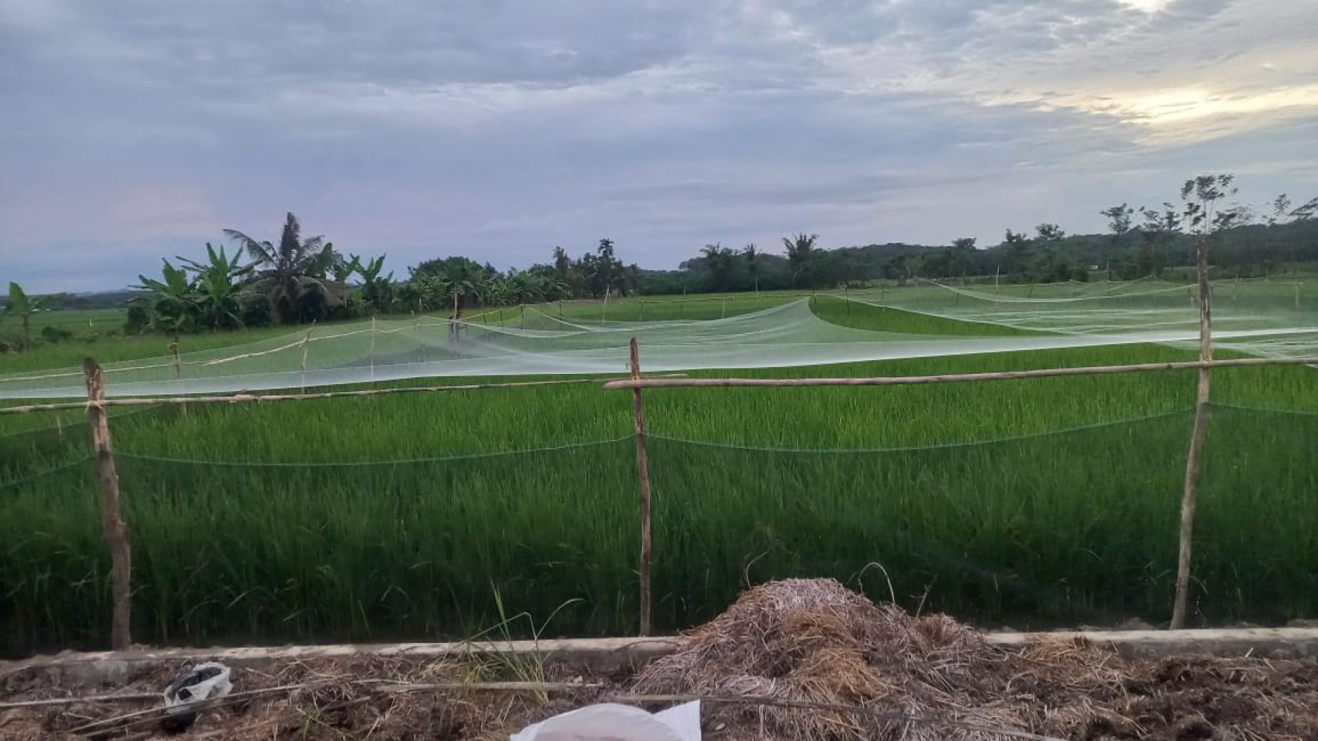 Minatani Bingkai Alamraya Agroecology Education and Training Center-Regency. Aceh Tamiang-Aceh.jpeg (1).mp4