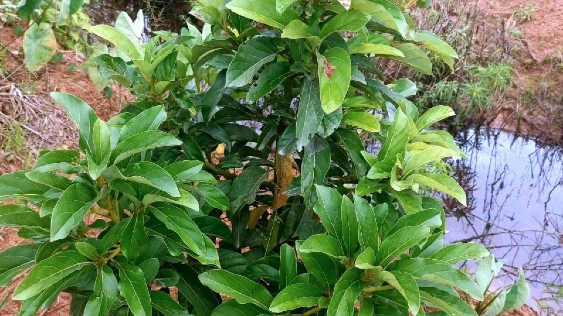 NF24_INF_DATA_KOM_S2K034_SIDO-MAKMUR-JAMBI_EKONOMI-05