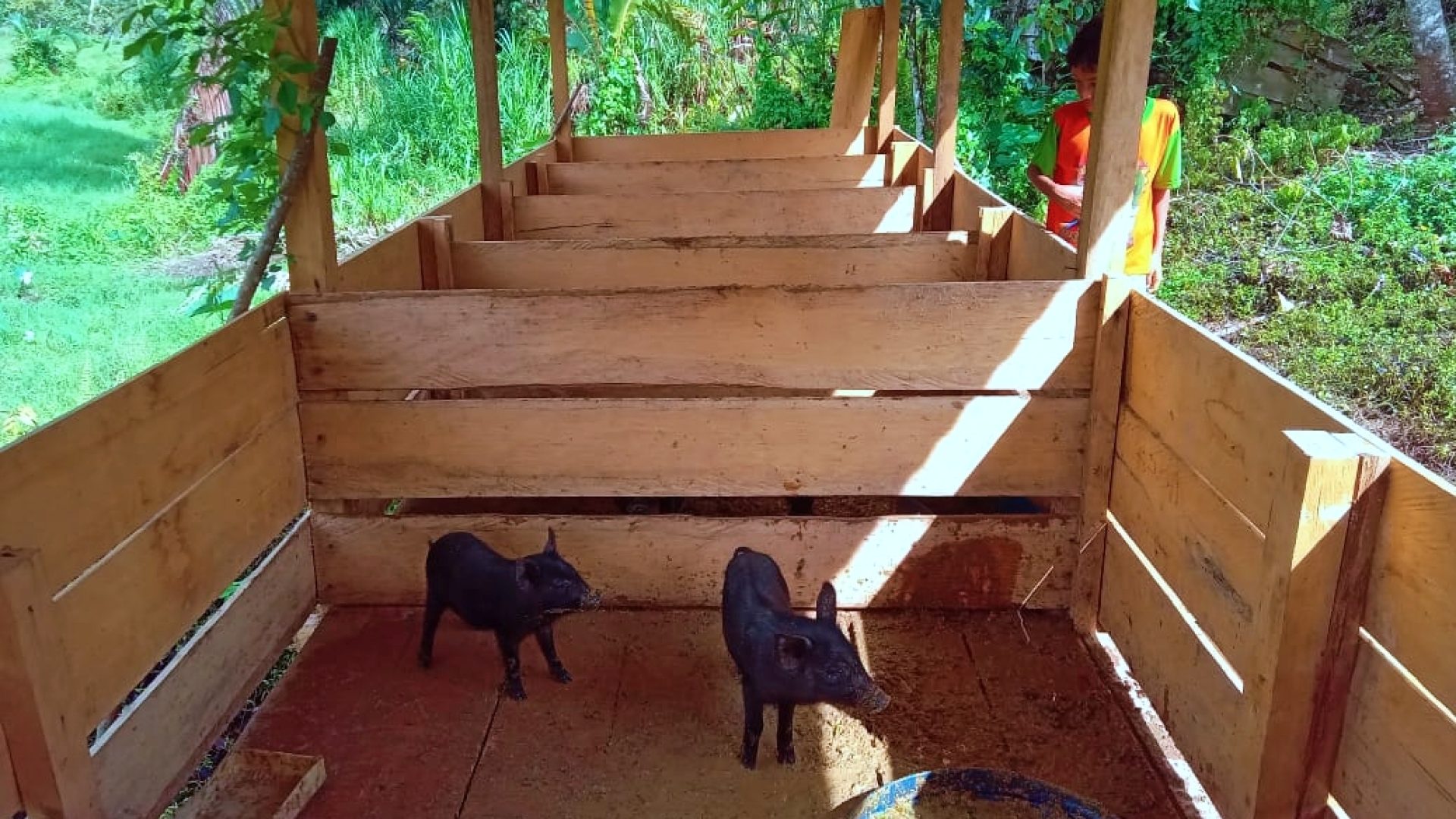 Masyarakat Adat PakambiaPAKAMBIA_EKONOMI-01