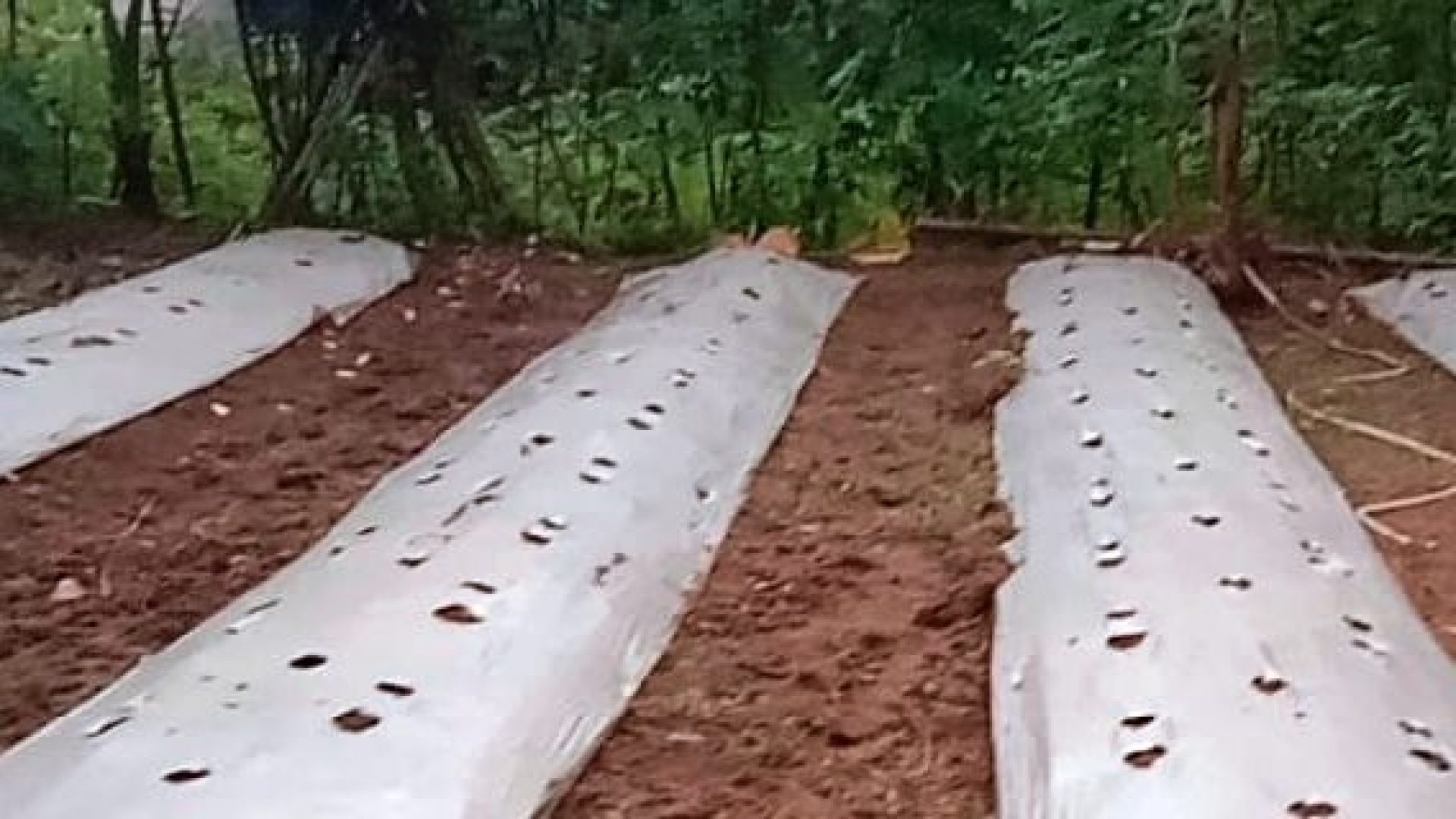 Pemanfaatan Lahan pekarangan untuk budidaya tanaman cabe